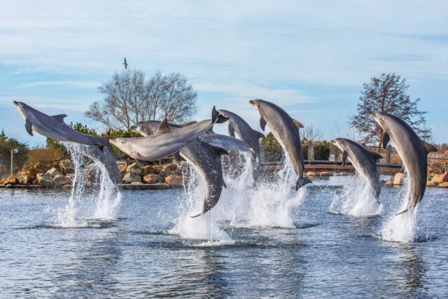 afbeelding van Dolfinarium